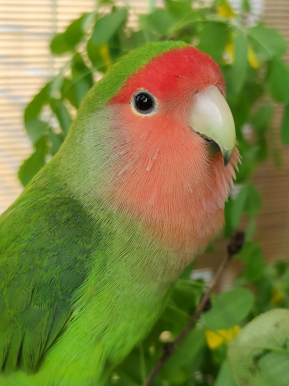 Green lovebird with peach face and white beak among leaves