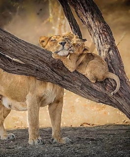 Lioness beside a tree with two lion cubs resting on a branch