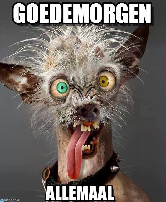 Funny Ugly Dog Meme