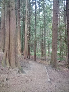 Narrow dirt path winding through a dense forest of tall conifer trees with thick trunks