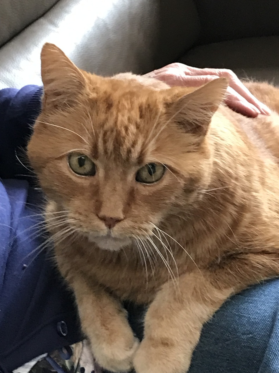 Orange tabby cat resting on a person's lap indoors