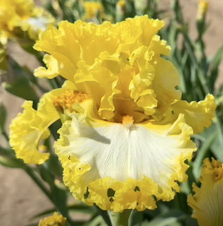 Yellow Iris