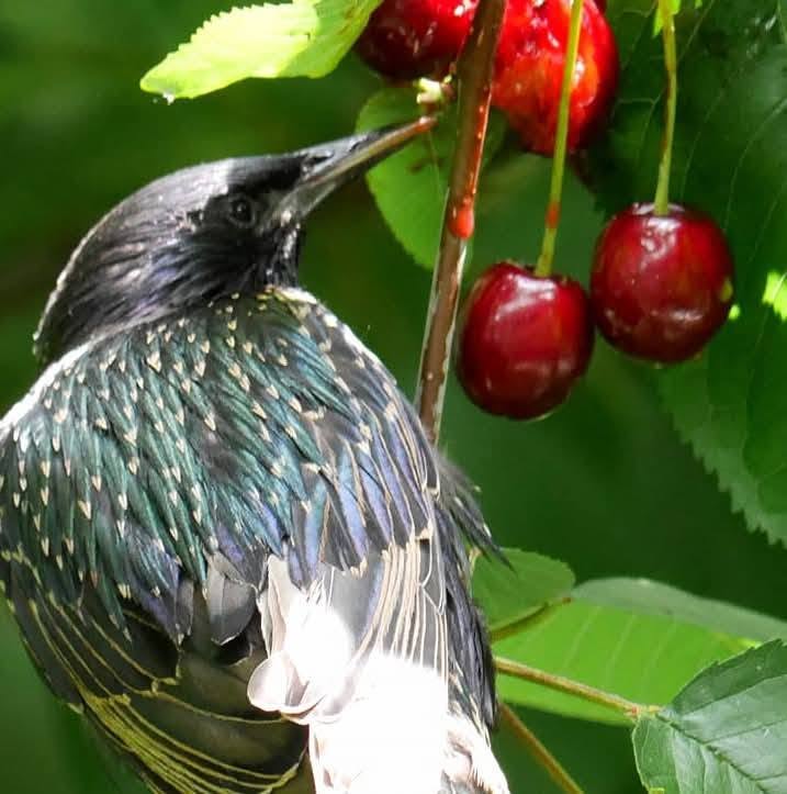 Etourneau dans cerisier 01
