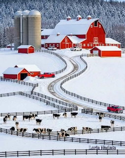 Red barn farm with sheep in snowy fields, winding fence, and evergreen forest background