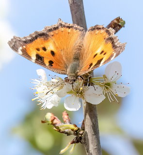 California Tortoiseshell Butterfly