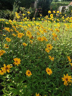 Many yellow flowers blooming in a green garden bed outdoors