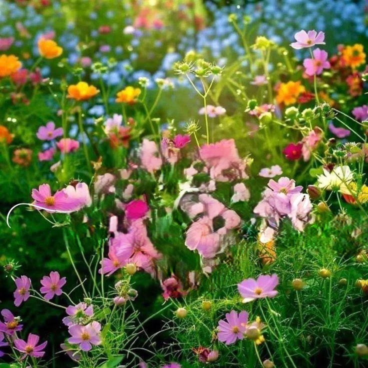 Colorful wildflower garden with pink cosmos, orange flowers, and blue bloms in warm sunlight