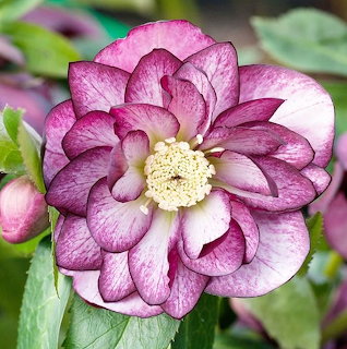 Close-up of a pink and white hellebore flower with ruffled petals and yellow stamens center