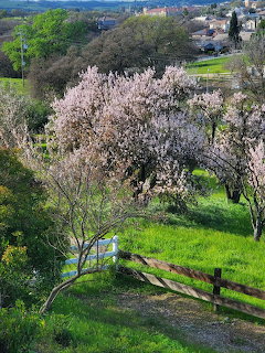 Blooming almond trees with pink blossoms on a green hillside with wooden fence and distant town