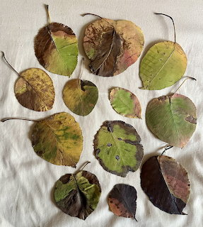 Collection of pressed leaves in green, yellow, and brown tones arranged on white fabric