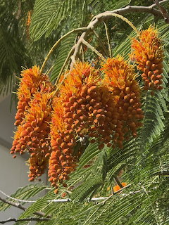 Royal Poinciana Flowers