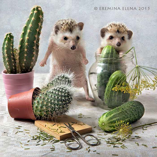 Elena Eremina Hedgehogs