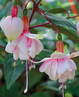 Pink and white fuchsia flowers hanging from stems with green leaves in background