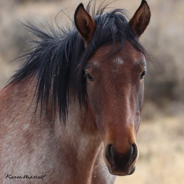 Close-up of a brown horse with a dark mane facing forward