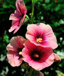 Pink hollyhock flowers with dark red centers bloming on a tall stem in a green garden