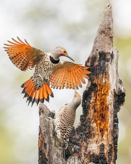 Two gilded flicker woodpeckers at a dead tree trunk, one flying with wings spread showing orange feathers