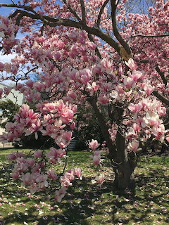 Magnolia tree with abundant pink flowers blooming in a sunny park setting