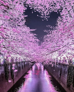 Pink cherry blossom trees form heart shape over illuminated walkway with reflections at night