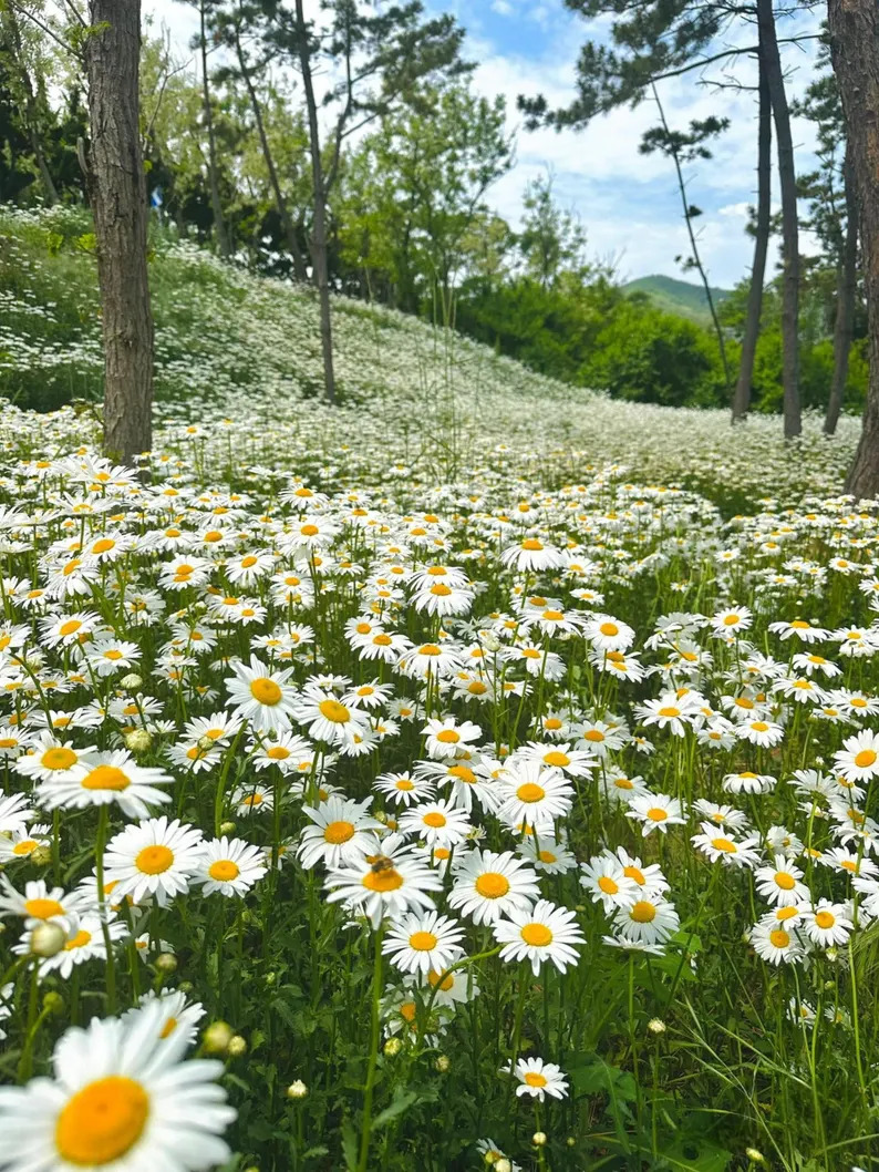 Daisy Meadow Hillside