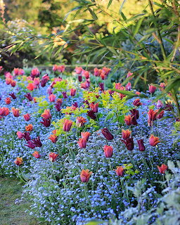 Colorful spring flower bed with tulips and forget-me-nots in a garden setting