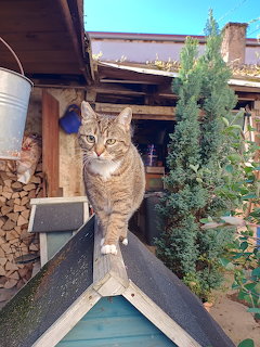 Brown tabby cat standing on wooden railing outdoors on sunny day