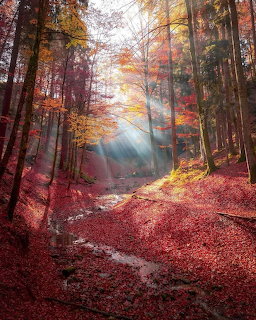Autumn Forest Sunrays
