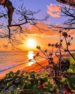 Colorful tropical sunset over ocean beach framed by tree branches and green plants