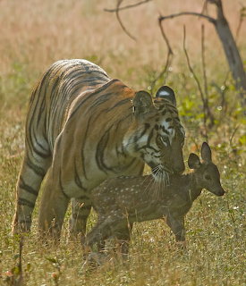 Tiger standing behind a small deer in tall dry grass