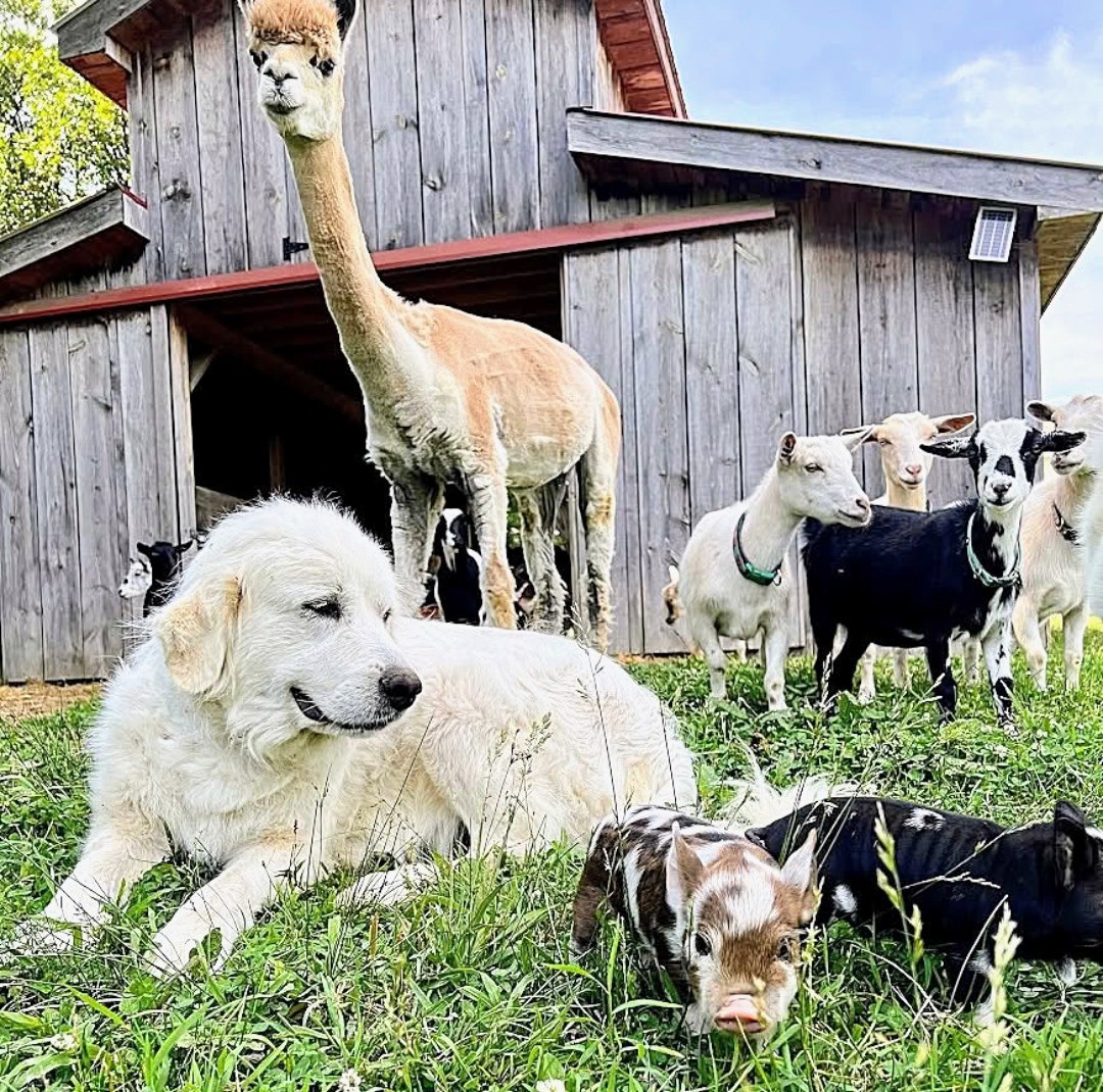 White Great Pyrenees dog lying in grass with alpaca and goats near weathered barn buildings