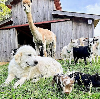 Pyrenees Dog Keeping Watchful Eye on Farm Animals