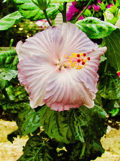 Large pale pink hibiscus flower with yellow and red stamens surrounded by green leaves