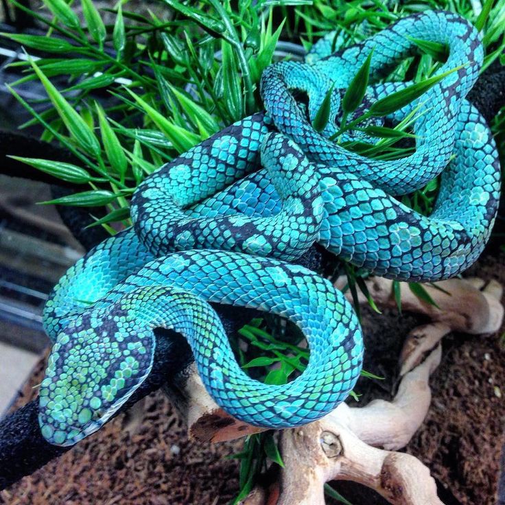 Blue Pit Viper