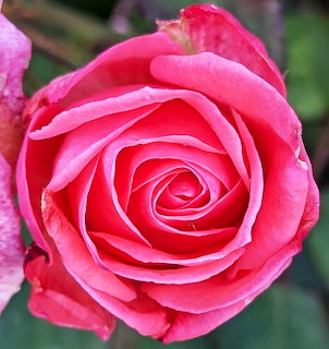 Close-up of a coral pink rose with layered petals and water droplets