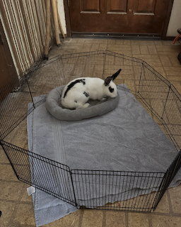 Rabbit in Playpen