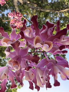 Pink and purple dancing ladies orchid flowers viewed from below with sky and foliage in background