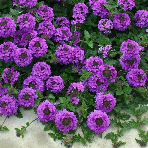 Clusters of bright purple verbena flowers with green serrated leaves