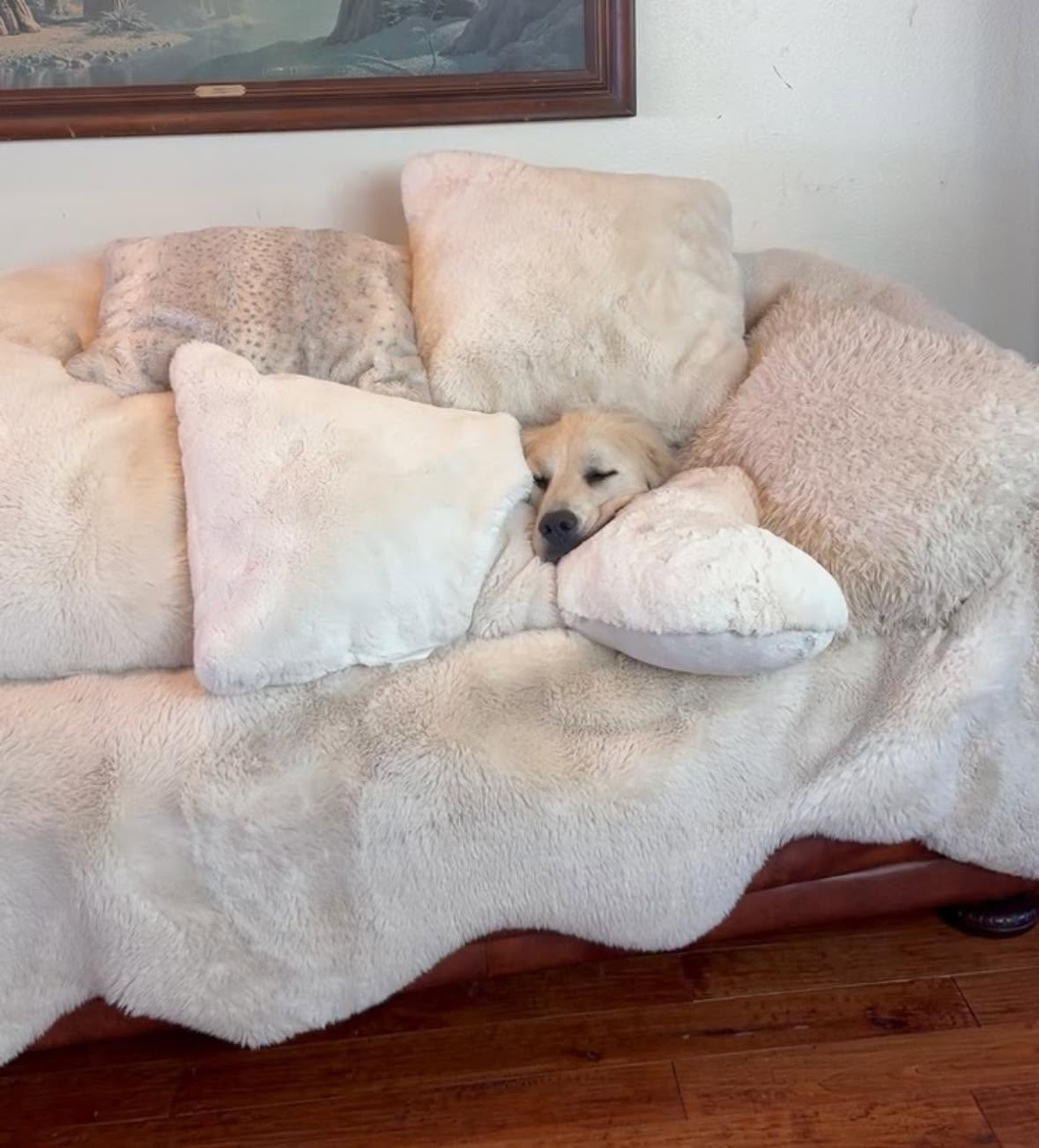Small tan dog peeking between cream pillows on a plush sofa.