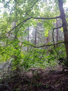 Dense forest with tall trees and green foliage, branches creating a natural window to the sky