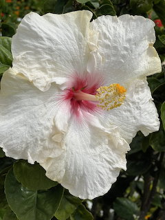 Close-up of a white hibiscus flower with pink center and yellow stamen against green leaves