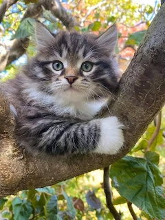 Kitten in a Tree