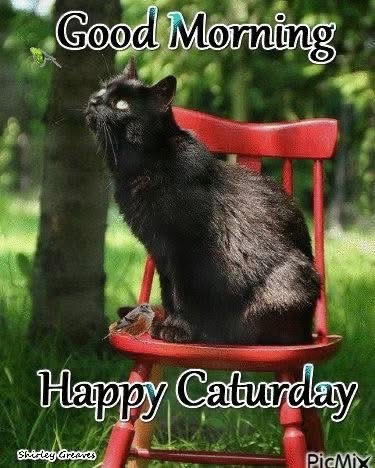 Black cat sitting on a red chair outdoors with green background