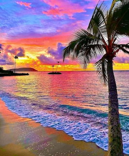 Palm tree on a sandy beach at sunrise over calm ocean water with colorful pink, orange, and purple clouds