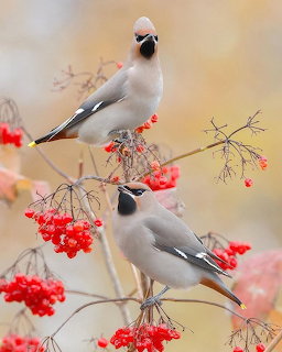 Two waxwing birds perched on branches with clusters of red berries
