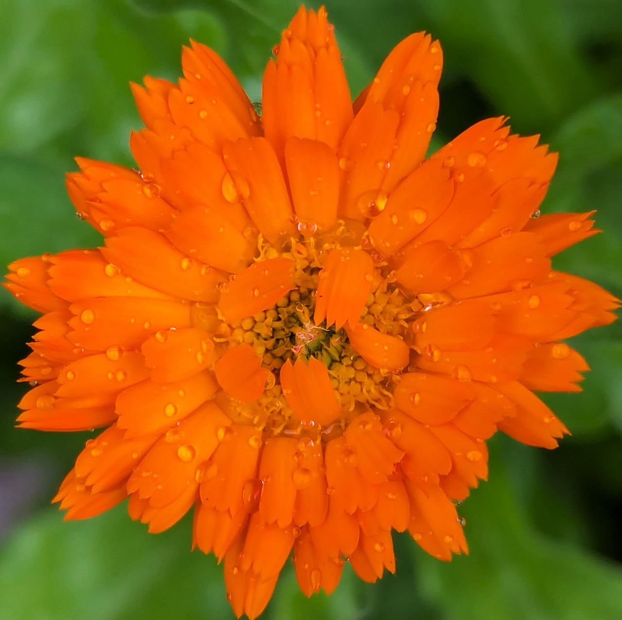 Close-up of an orange marigold flower with raindrops and a blurred green background