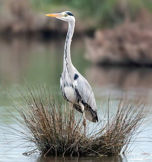 Grey heron standing on a tuft of brown reeds in still water with a blurred green background