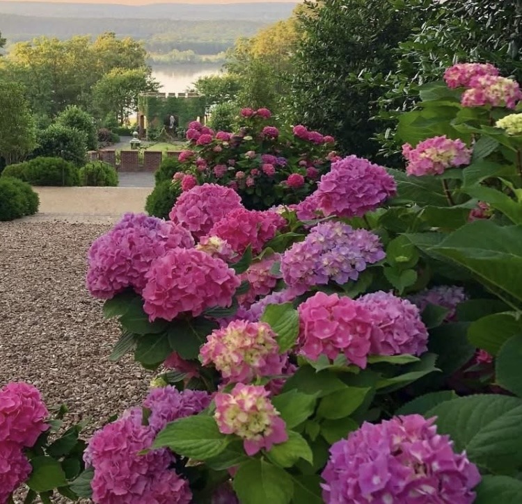 Pink Hydrangeas Garden View