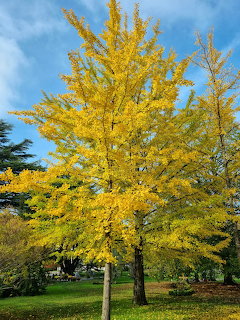 Tall tree with vivid yellow autumn leaves in a grassy park beneath a blue sky