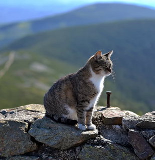 Cat on Mountain Summit