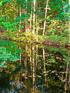 Sunlit birch trees reflecting in calm river water surrounded by green forest foliage