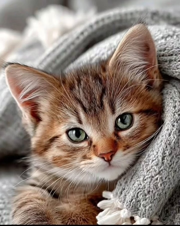 Close-up portrait of a cat with detailed fur and bright eyes